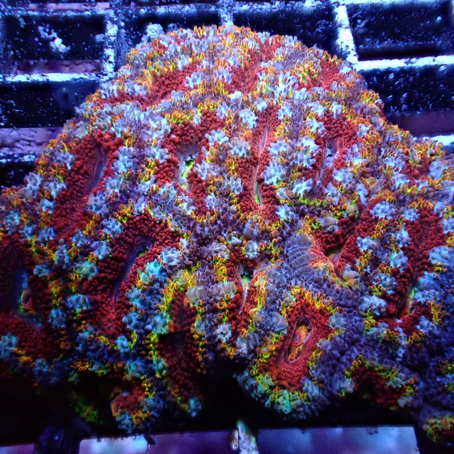Acans (Acanthastrea/Micromussa sp.)