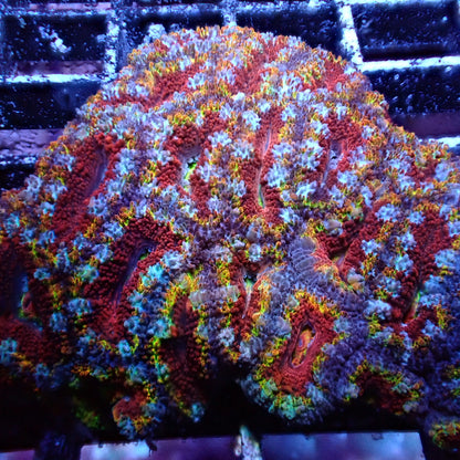 Acans (Acanthastrea/Micromussa sp.)