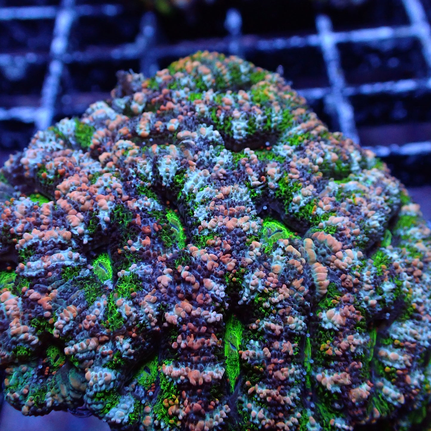 Acans (Acanthastrea/Micromussa sp.)