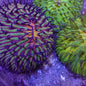 Disk Corals (Fungia/Heliofungia/Herpolitha sp.)