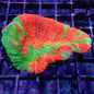 WYSIWYG Scolymia australis Bleeding Apple (LPS) #2