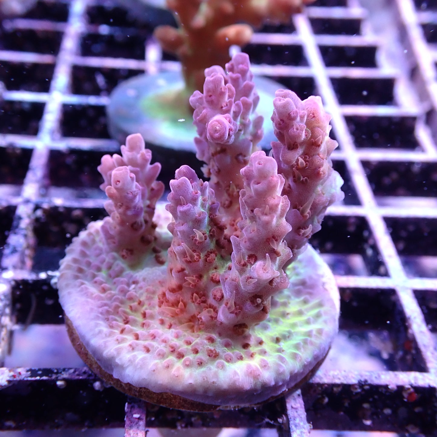 WYSIWYG Acropora Frag Pink and Green (SPS)