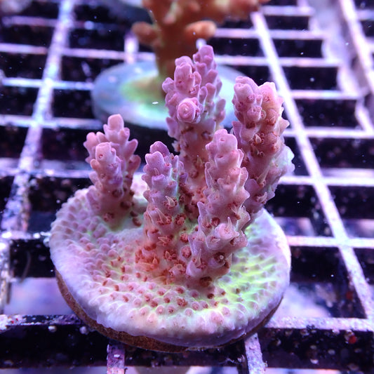 WYSIWYG Acropora Frag Pink and Green (SPS)