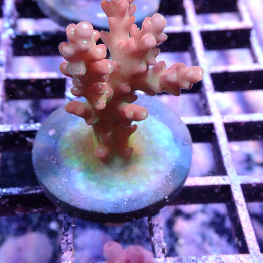 WYSIWYG Acropora Frag Red and Green (SPS)