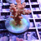 WYSIWYG Acropora Frag Red and Green (SPS)