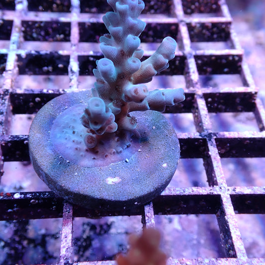 WYSIWYG Acropora Frag Blue (SPS)