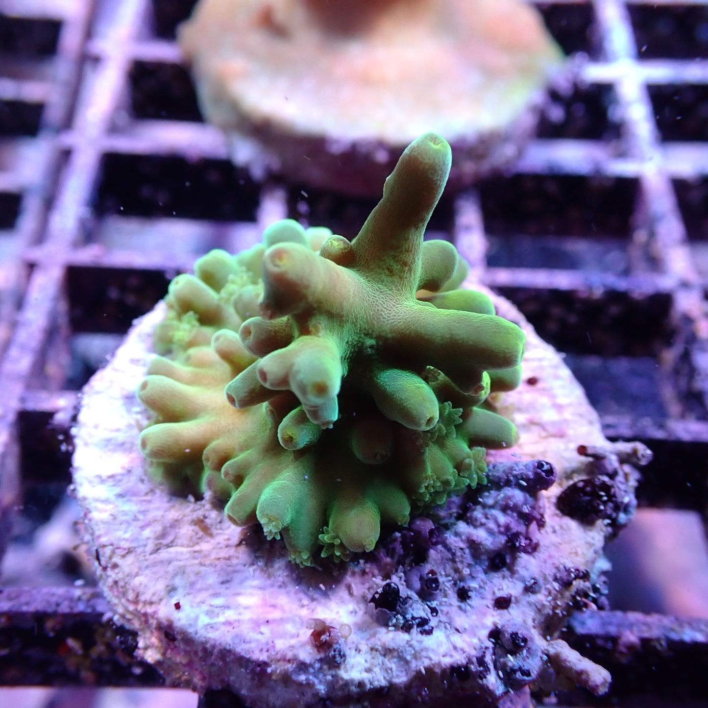 WYSIWYG Acropora Tenuis (SPS)