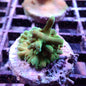 WYSIWYG Acropora Tenuis (SPS)
