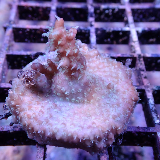 WYSIWYG Acropora Grandmas Chin (SPS)
