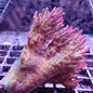 WYSIWYG Acropora Colony Pink/Green (SPS)