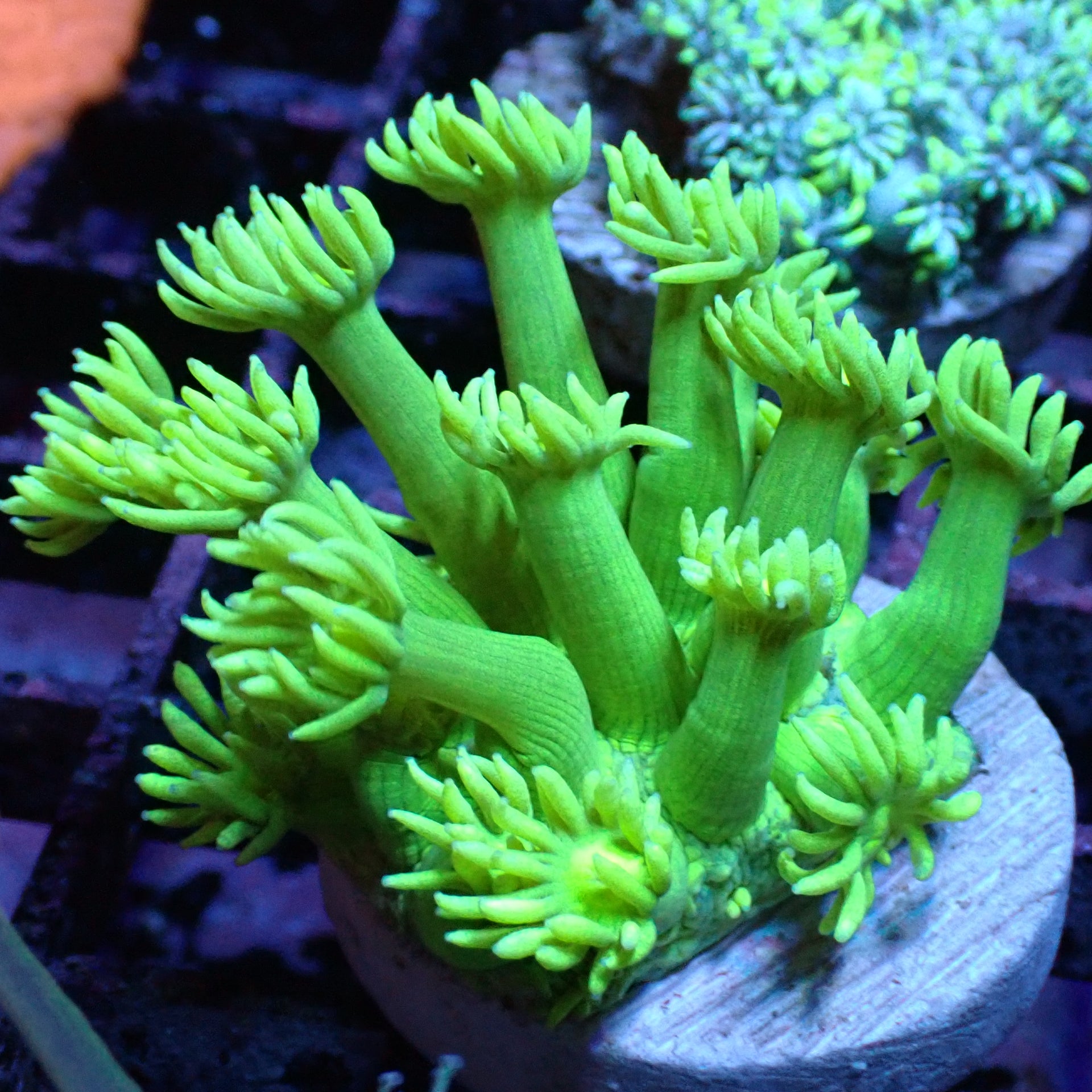 COLONISTA CONPEI10 女々し Coral