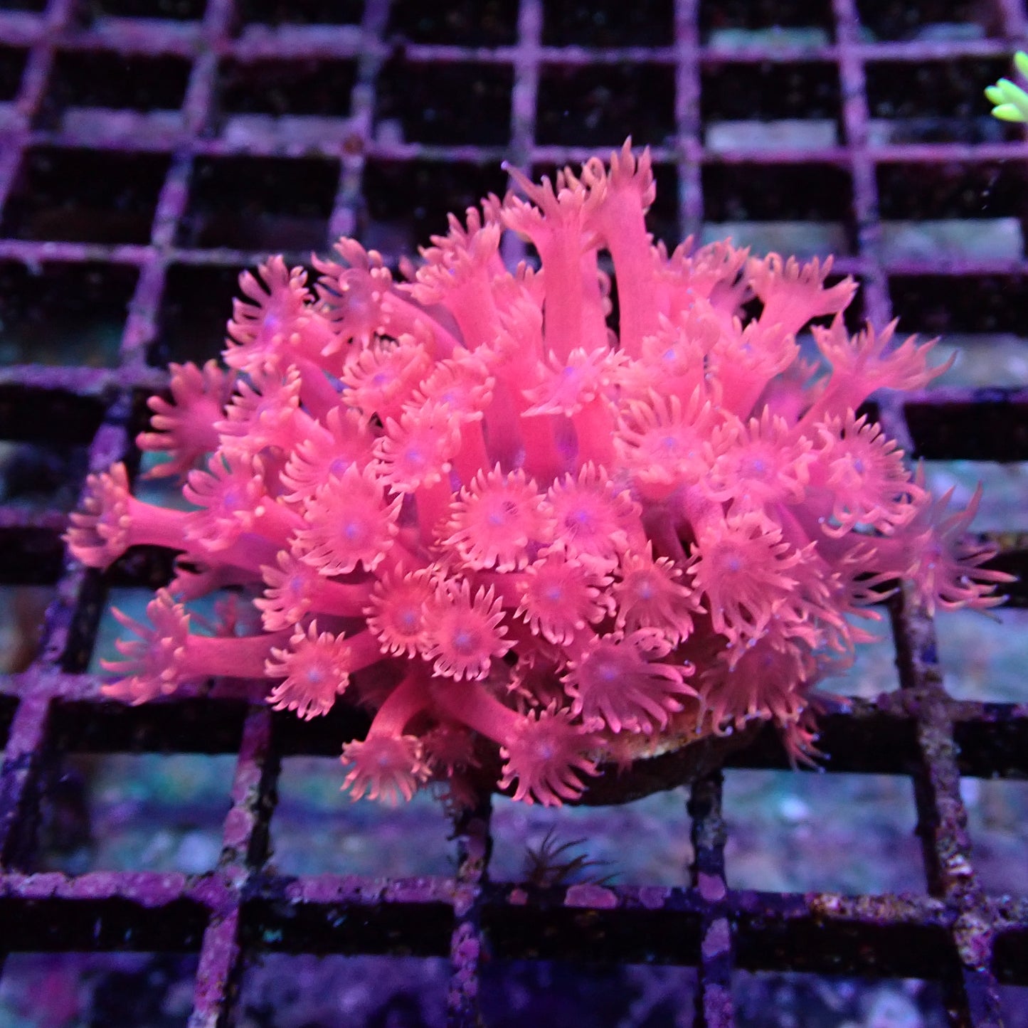 Flower Pot Corals (Goniopora, Alveopora, Bernardpora sp.)