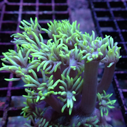 Flower Pot Corals (Goniopora, Alveopora, Bernardpora sp.)