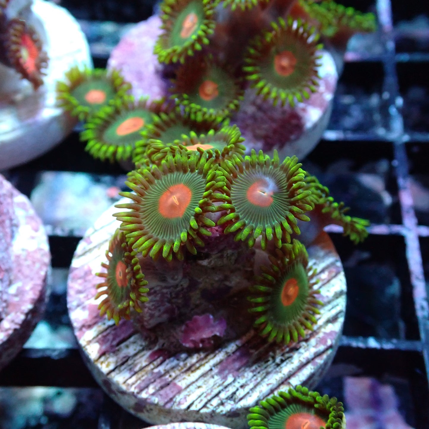 Zoanthid [Aquacultured]