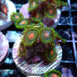 Zoanthid [Aquacultured]
