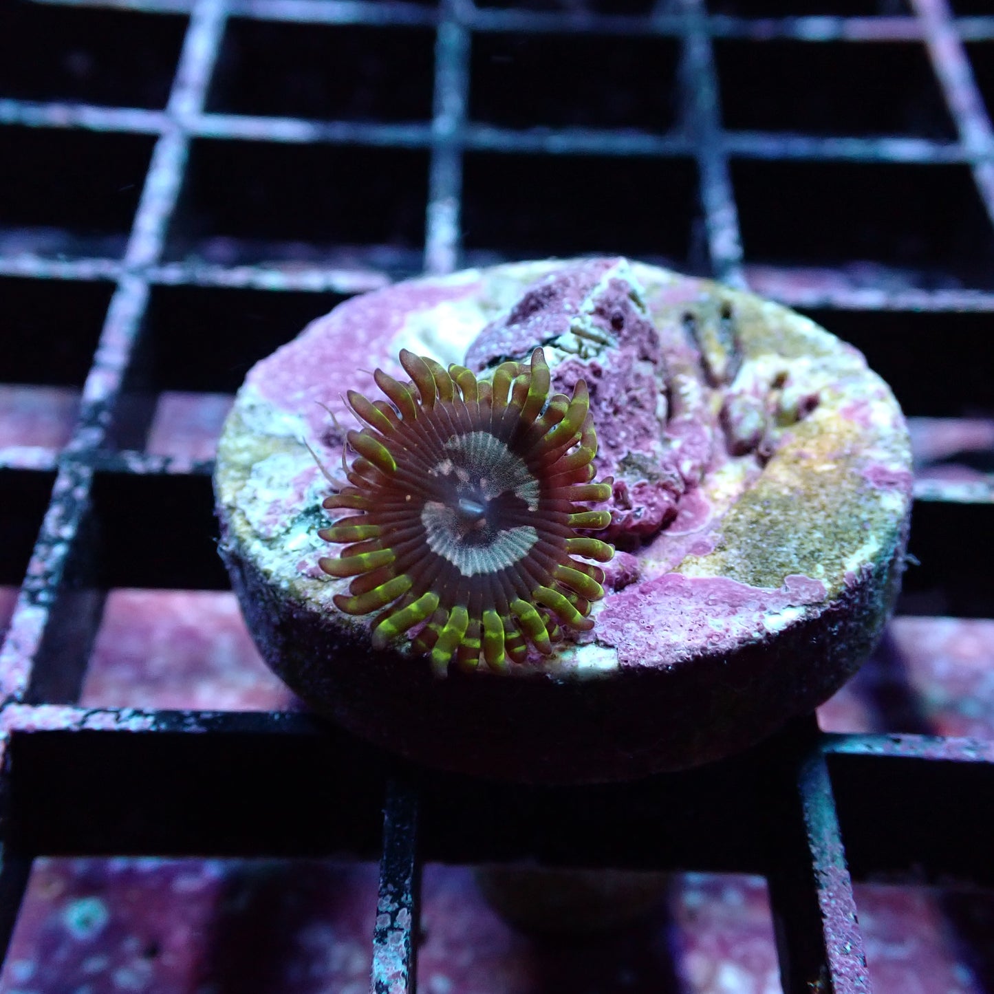 Zoanthid [Aquacultured]
