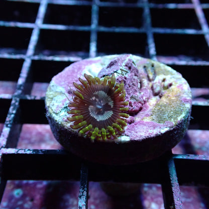 Zoanthid [Aquacultured]