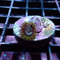 Zoanthid [Aquacultured]