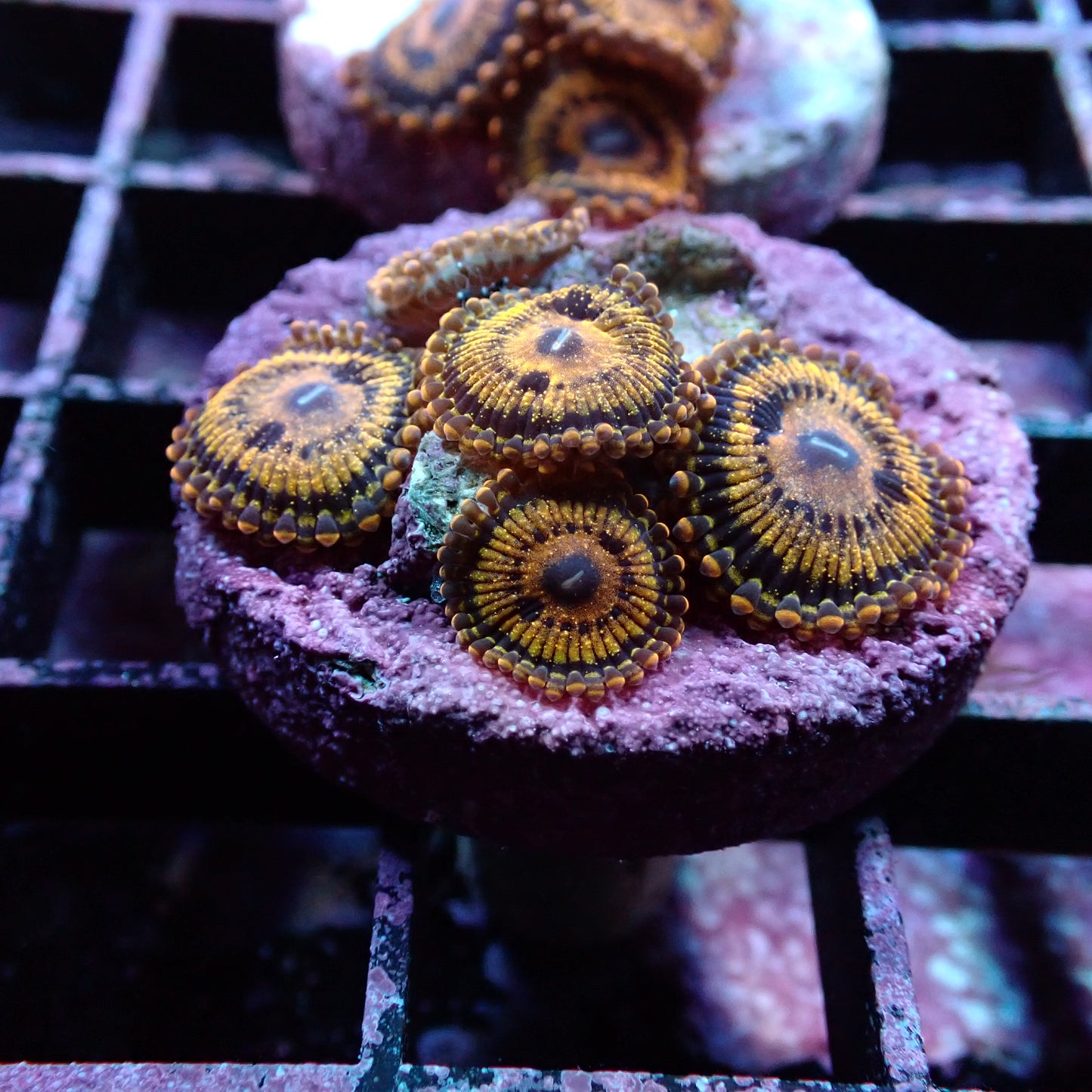 Zoanthid [Aquacultured]