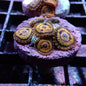 Zoanthid [Aquacultured]