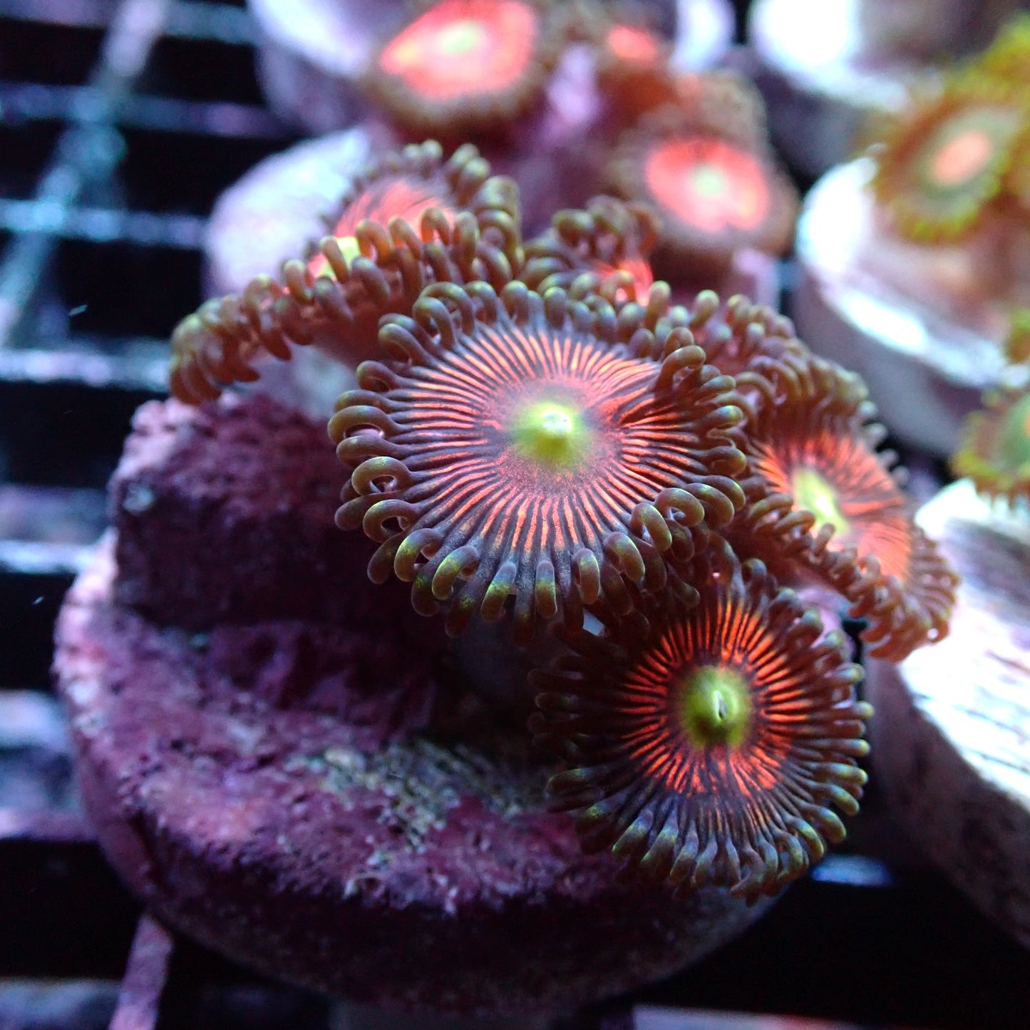 Zoanthid [Aquacultured]