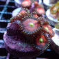 Zoanthid [Aquacultured]
