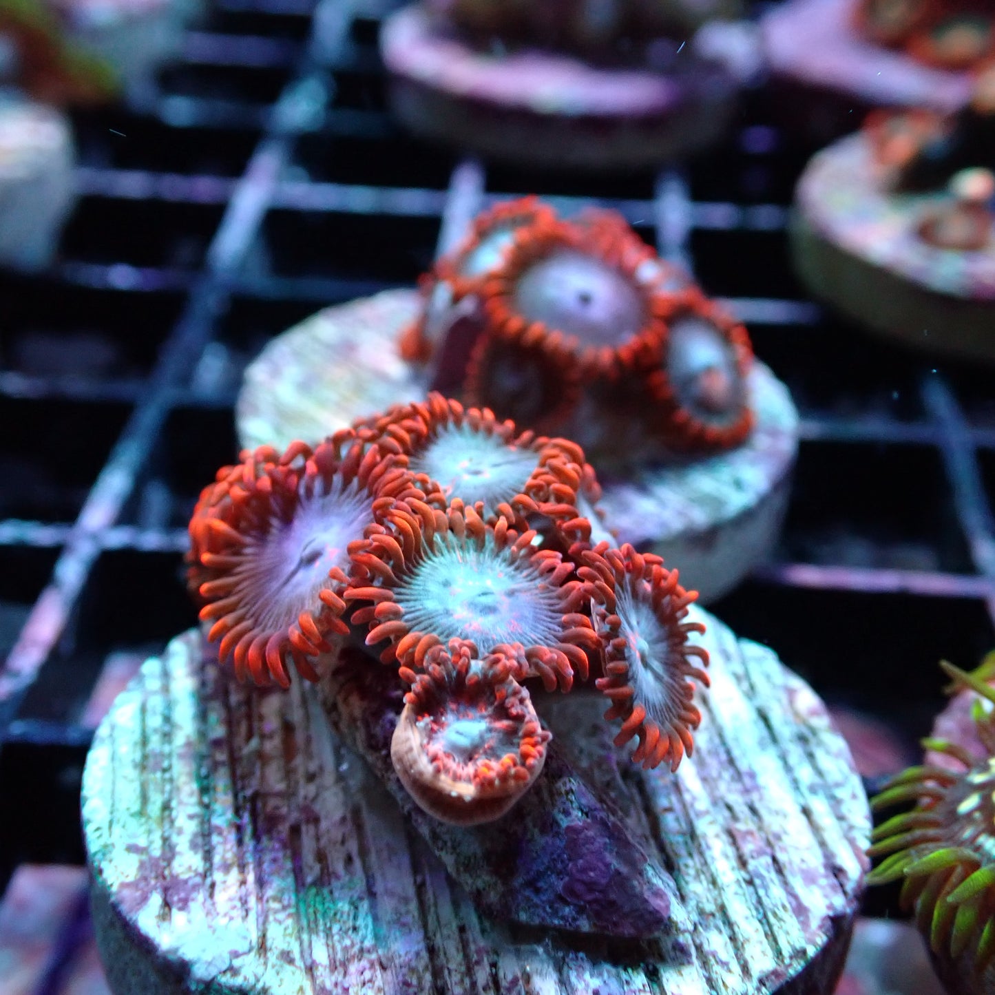 Zoanthid [Aquacultured]