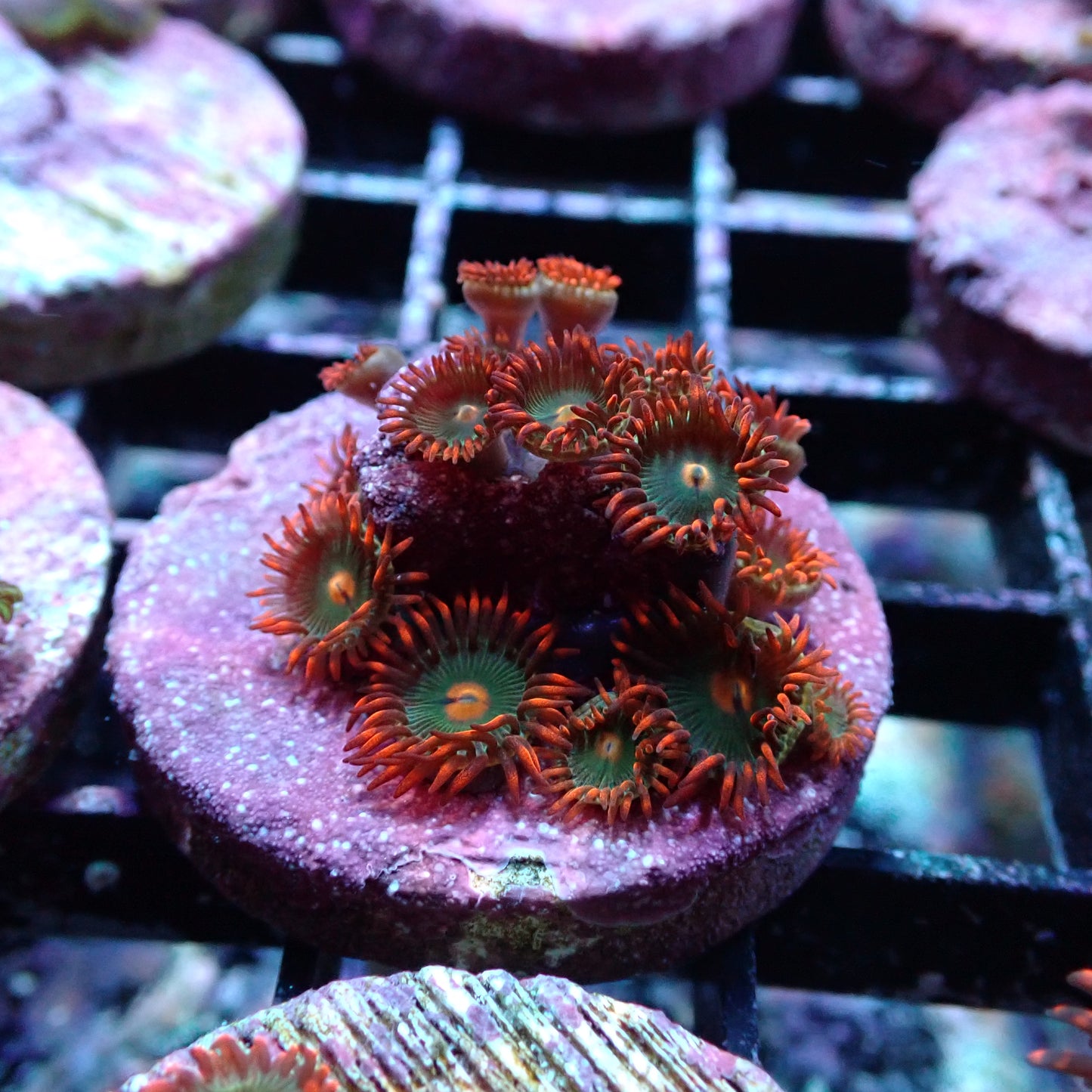 Zoanthid [Aquacultured]