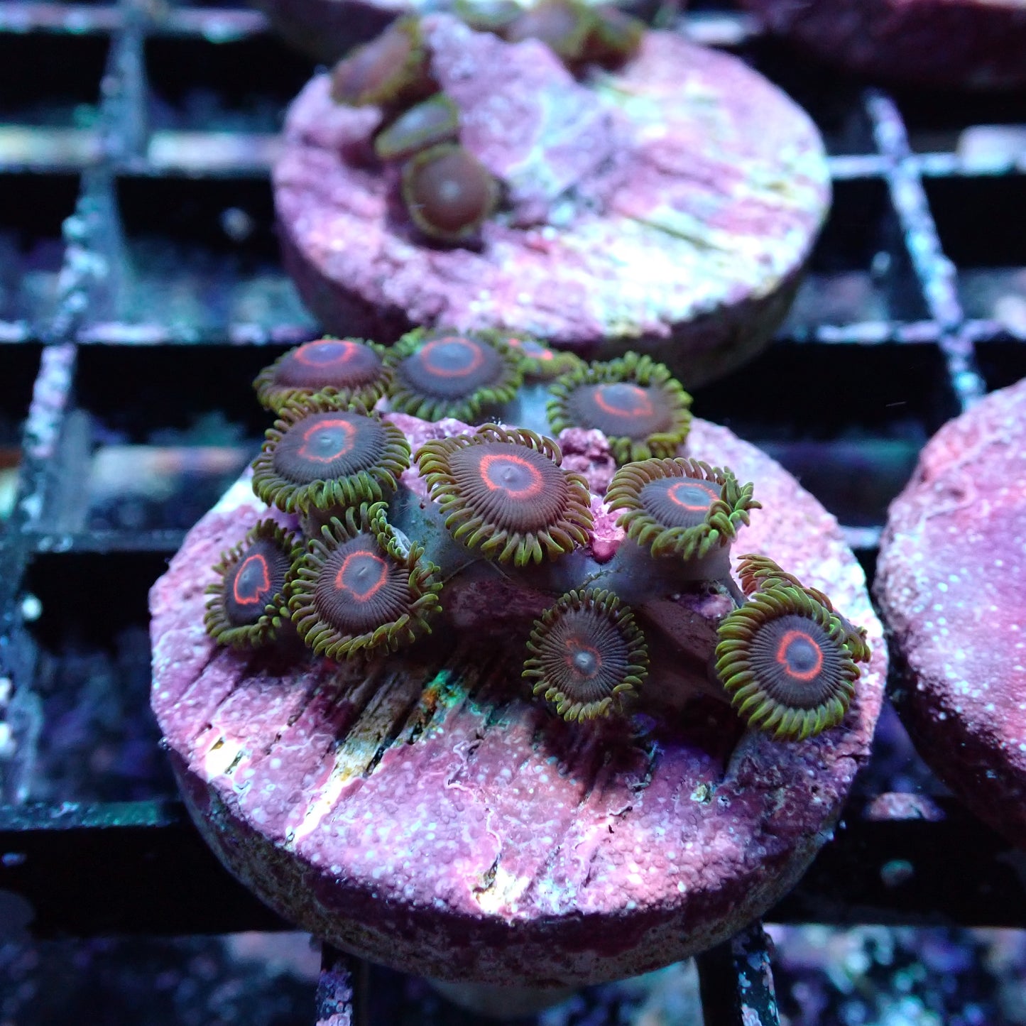 Zoanthid [Aquacultured]
