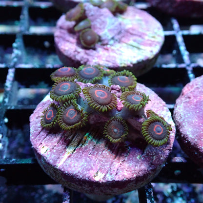 Zoanthid [Aquacultured]