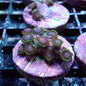 Zoanthid [Aquacultured]