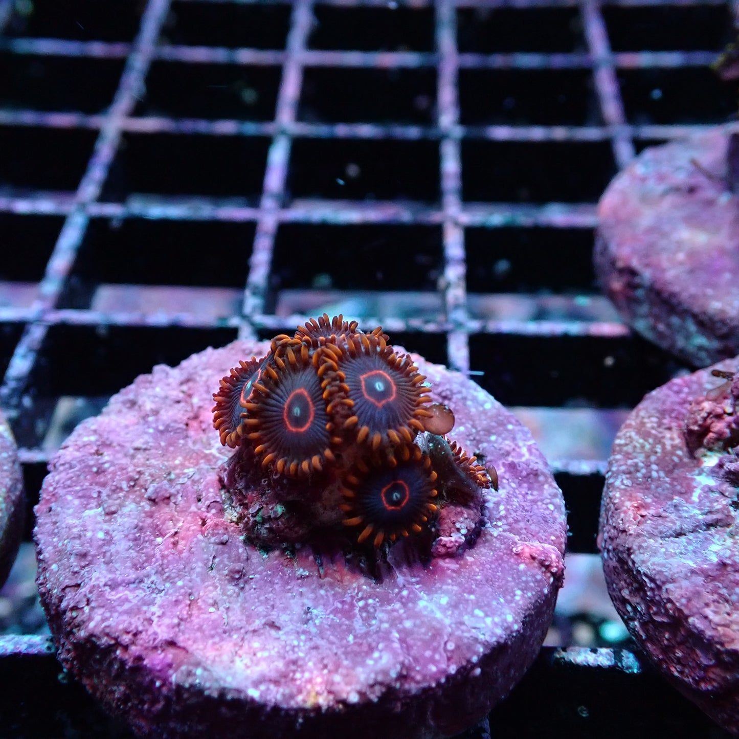 Zoanthid [Aquacultured]