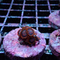 Zoanthid [Aquacultured]