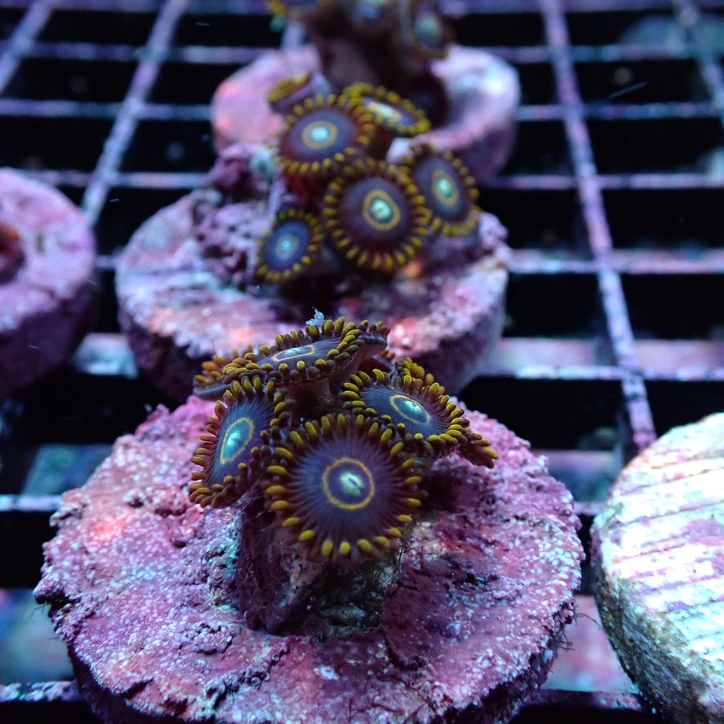 Zoanthid [Aquacultured]