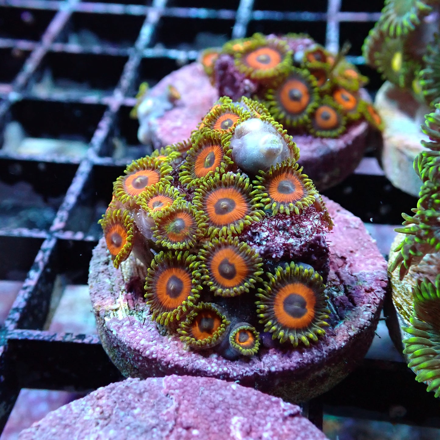 Zoanthid [Aquacultured]