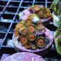 Zoanthid [Aquacultured]