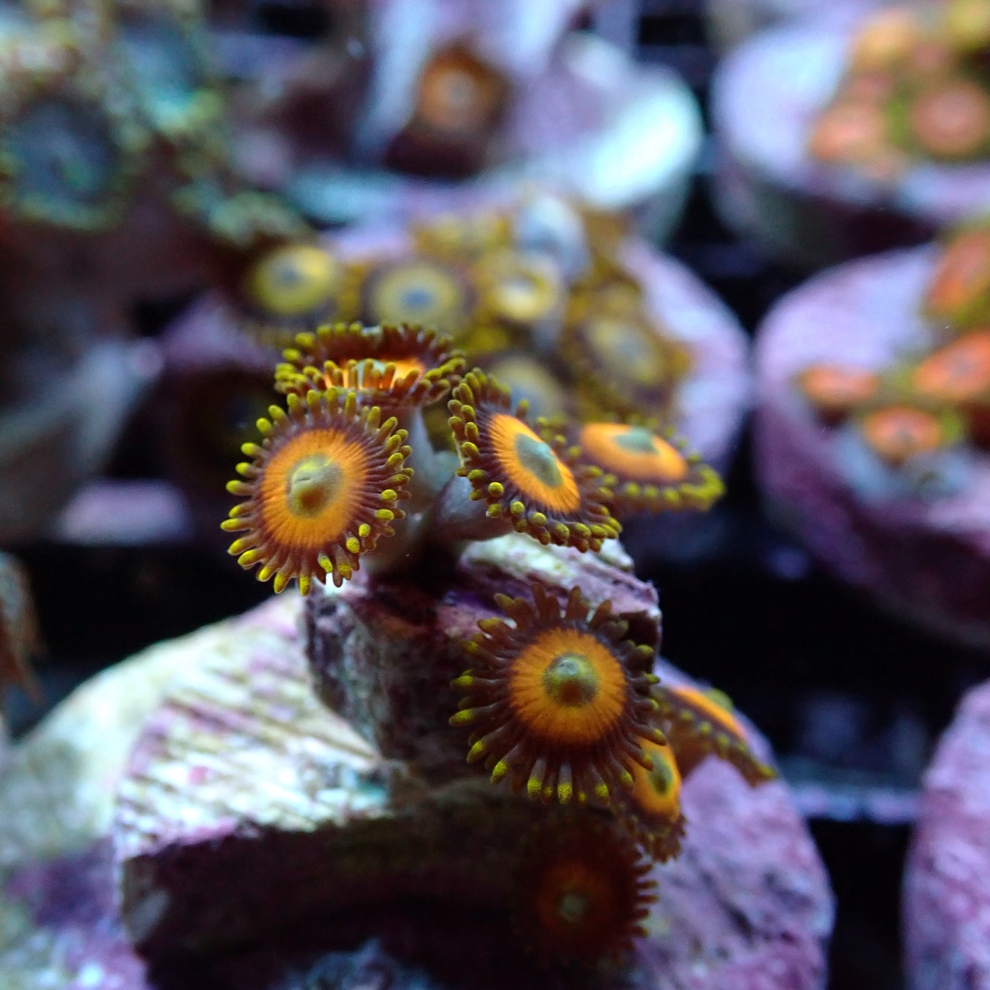 Zoanthid [Aquacultured]