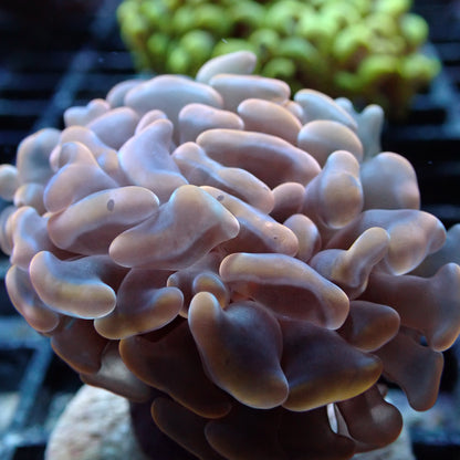 Branching Hammer Coral (Euphyllia paraancora)