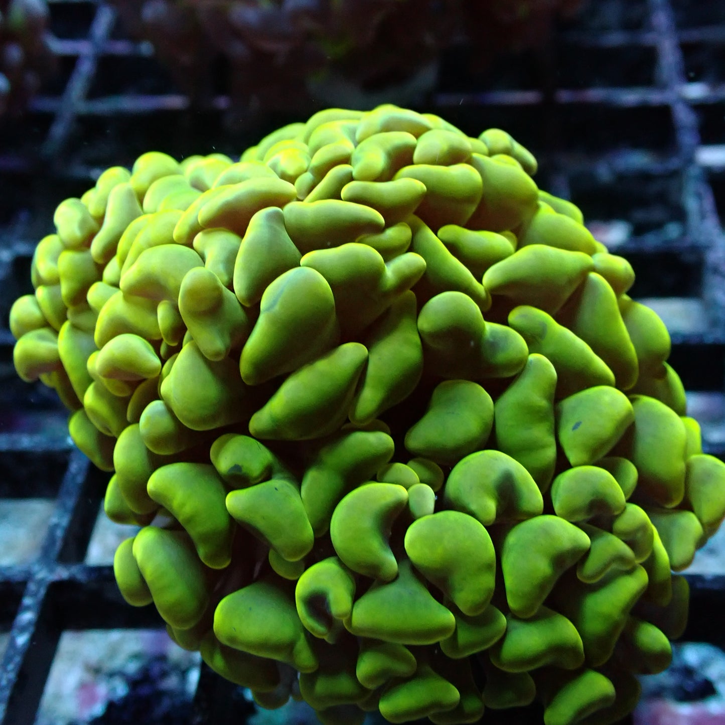 Branching Hammer Coral (Euphyllia paraancora)