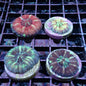 Doughnut Corals (Scolymia sp.)