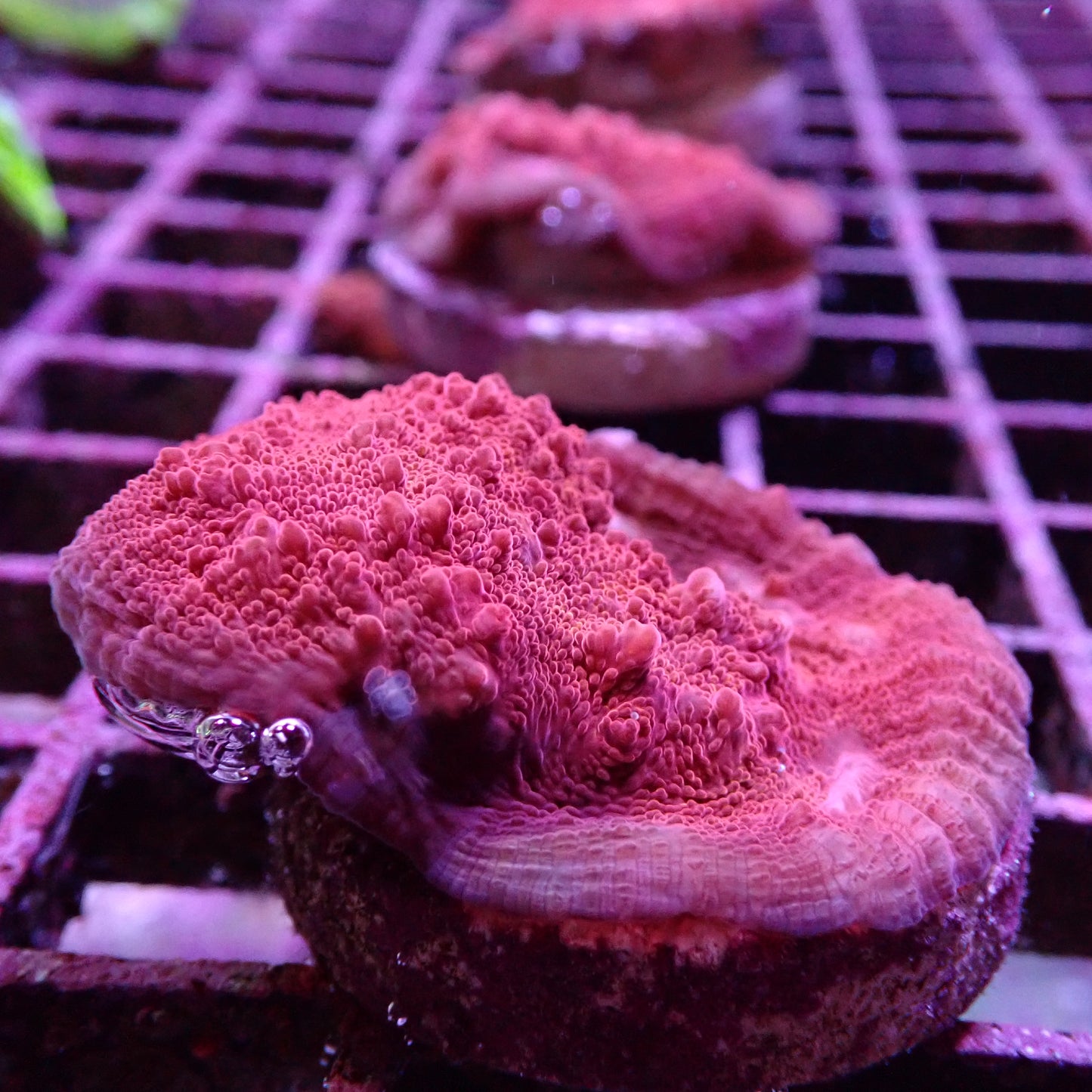 Chalice Corals (Echinophyllia, Oxypora, Mycedium sp.)