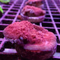 Chalice Corals (Echinophyllia, Oxypora, Mycedium sp.)