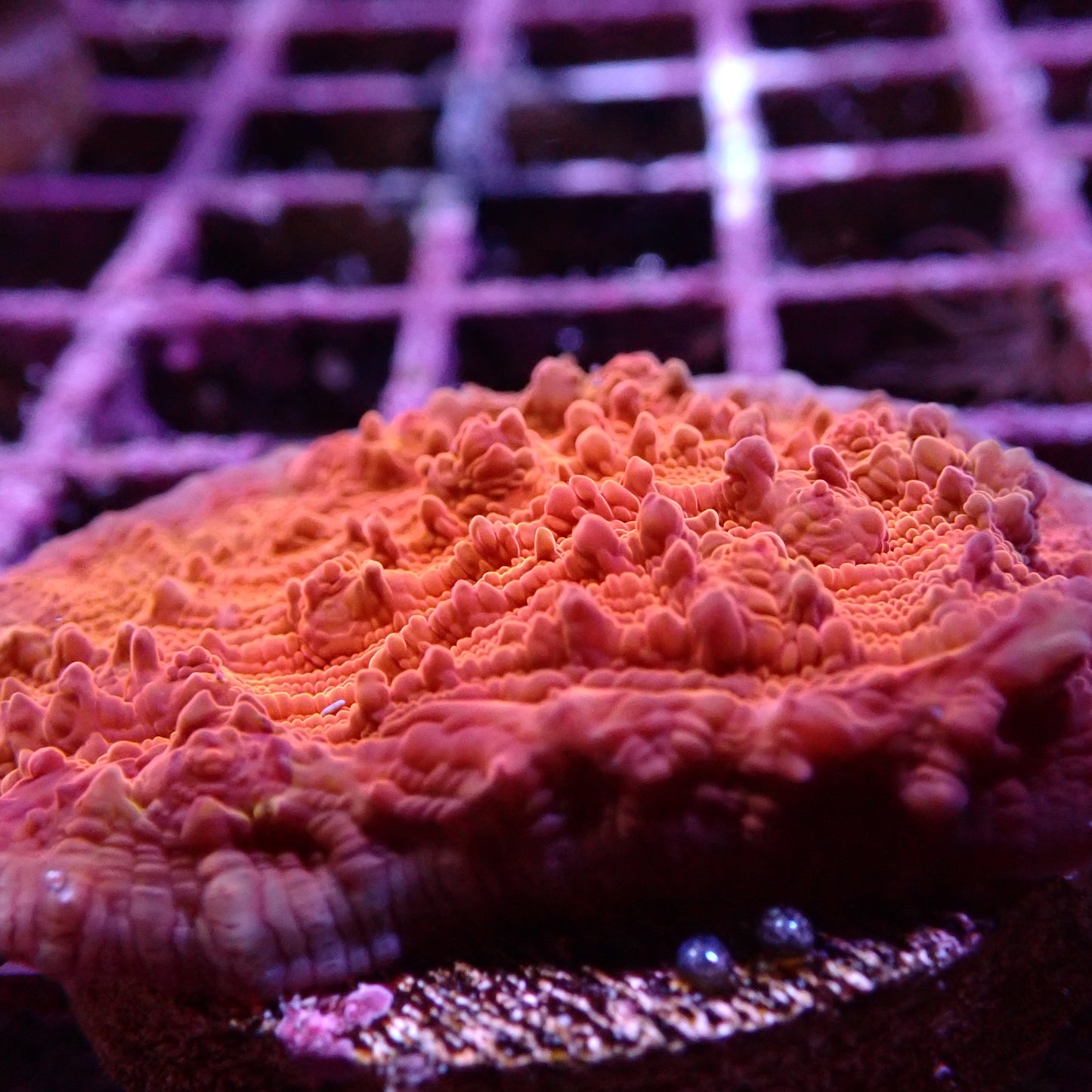 Chalice Corals (Echinophyllia, Oxypora, Mycedium sp.)