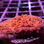 Chalice Corals (Echinophyllia, Oxypora, Mycedium sp.)