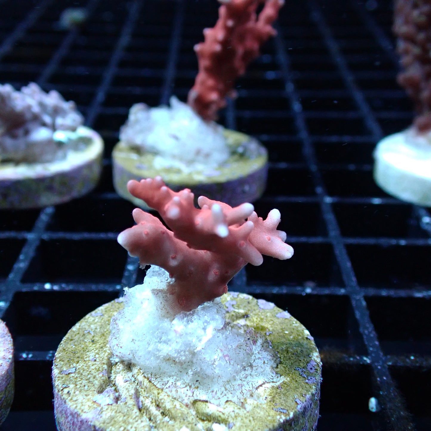 SPS Assorted Aquacultured Frags