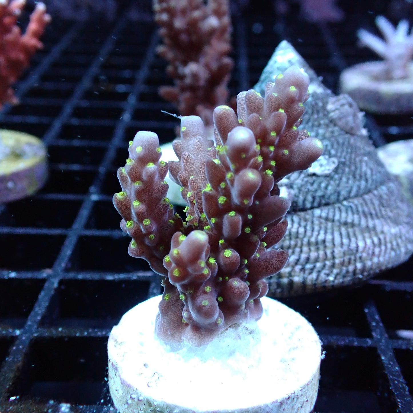 SPS Assorted Aquacultured Frags