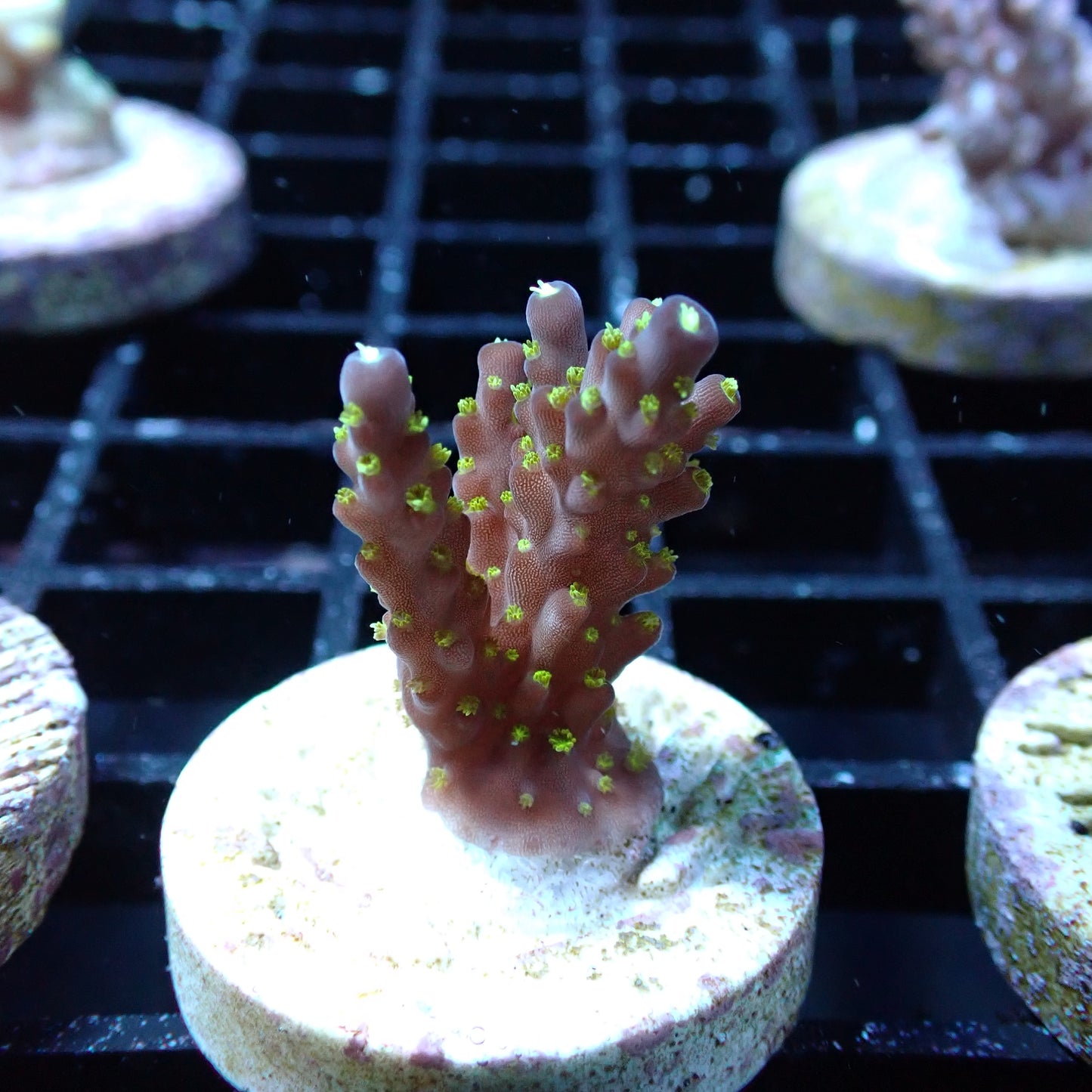SPS Assorted Aquacultured Frags