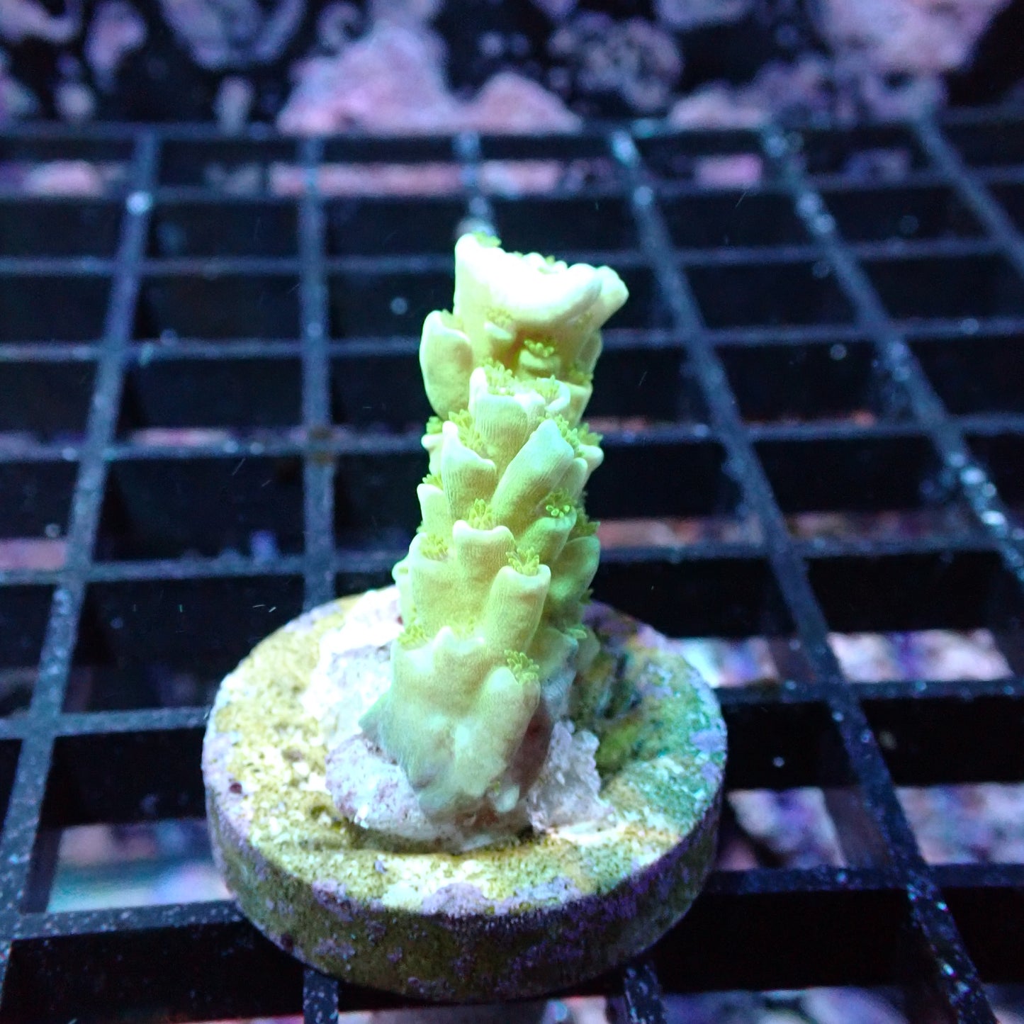 SPS Assorted Aquacultured Frags