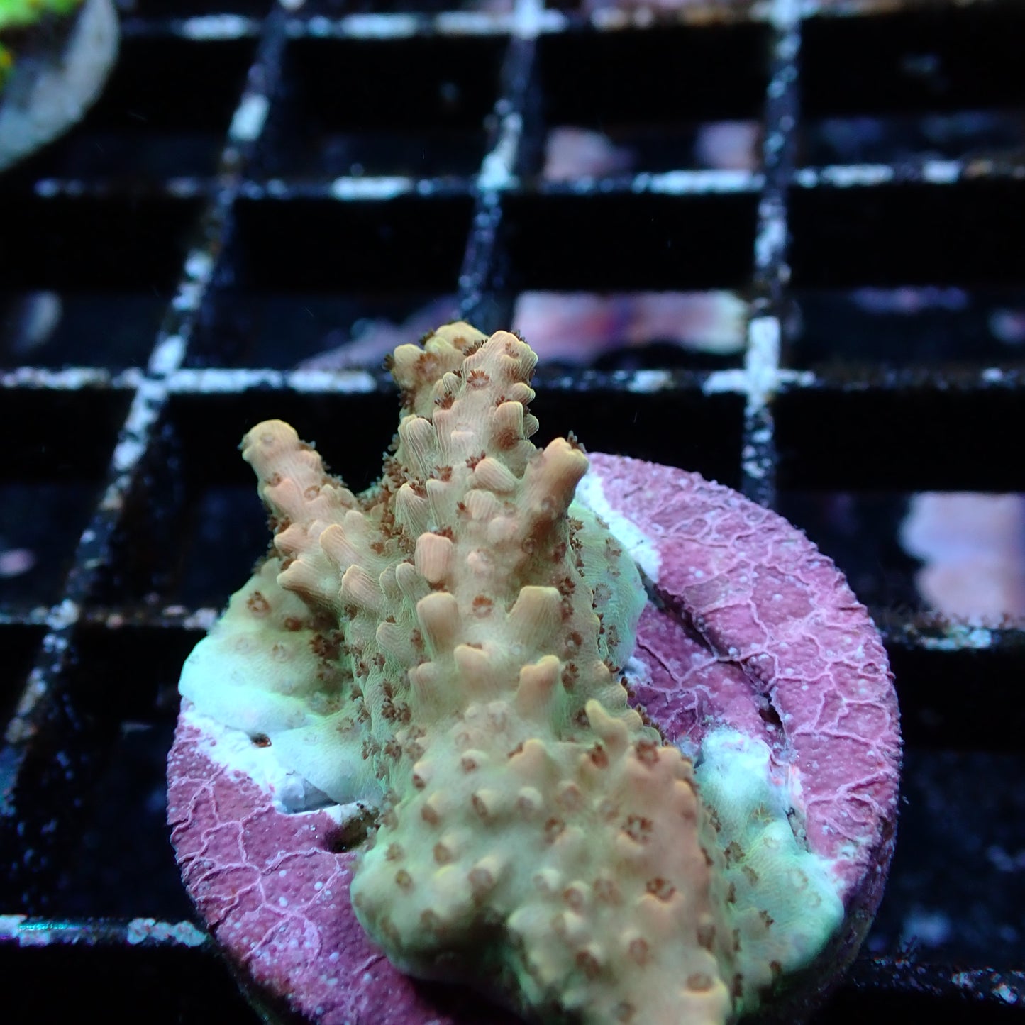 SPS Assorted Aquacultured Frags