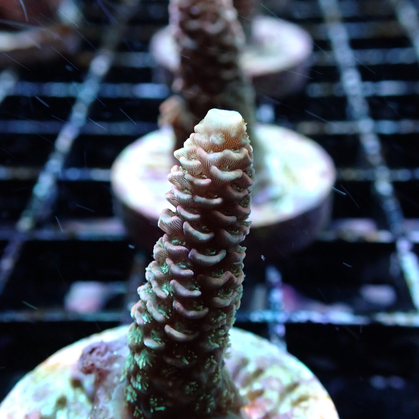 SPS Assorted Aquacultured Frags